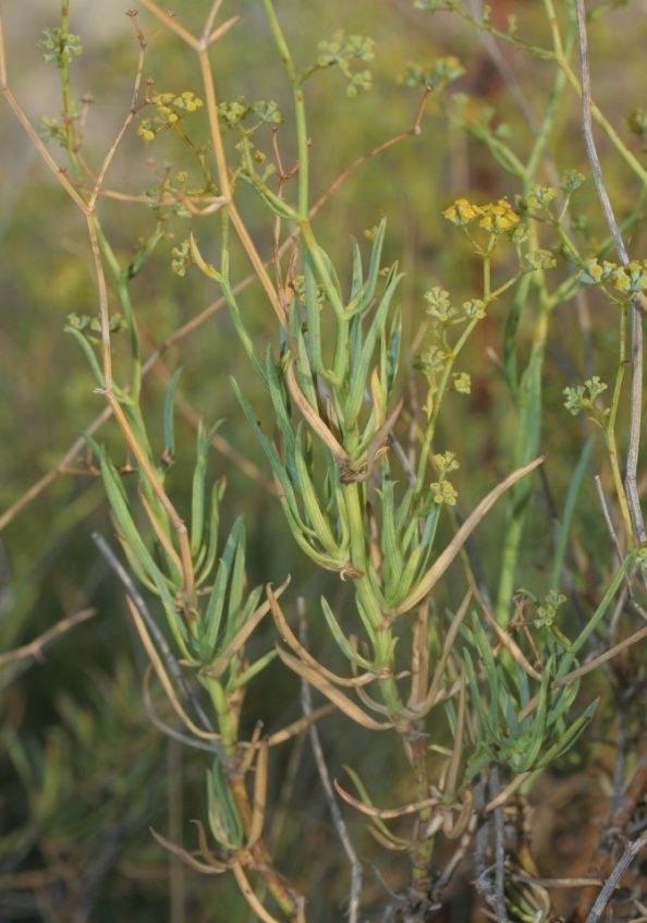 Bupleurum fruticescens